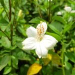 a close up of a white flower in a field